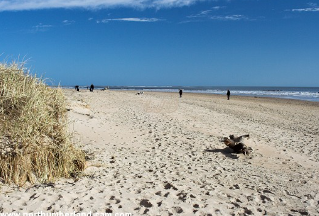 Alnmouth Beach