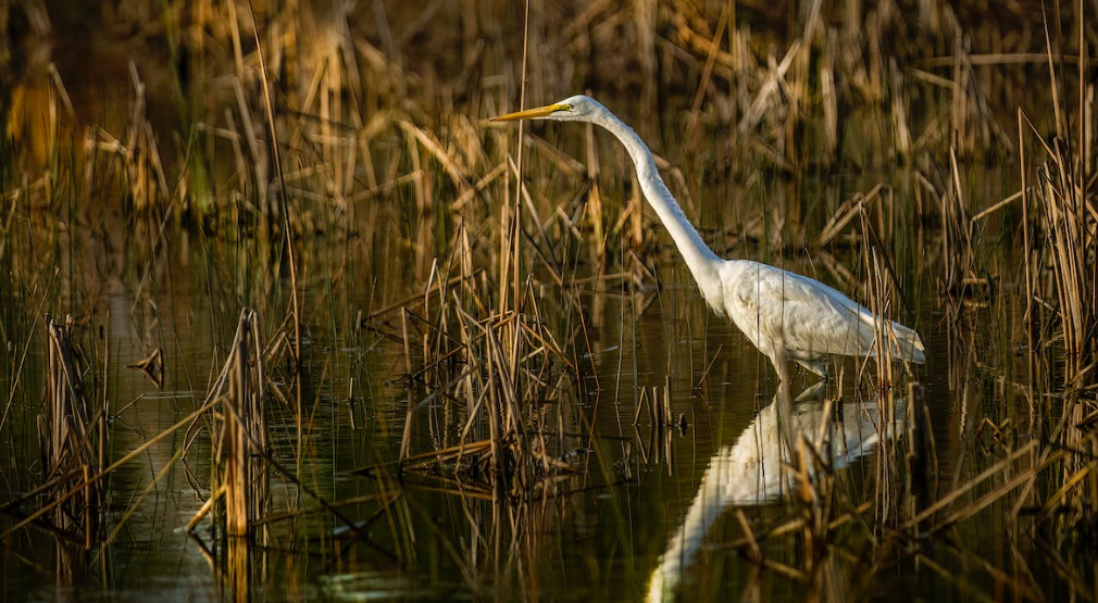 Brandon Marsh Nature Reserve