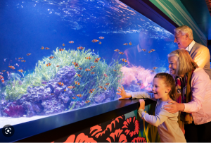 The Sea Life Aquarium is best for Family-Friendly Attractions in London