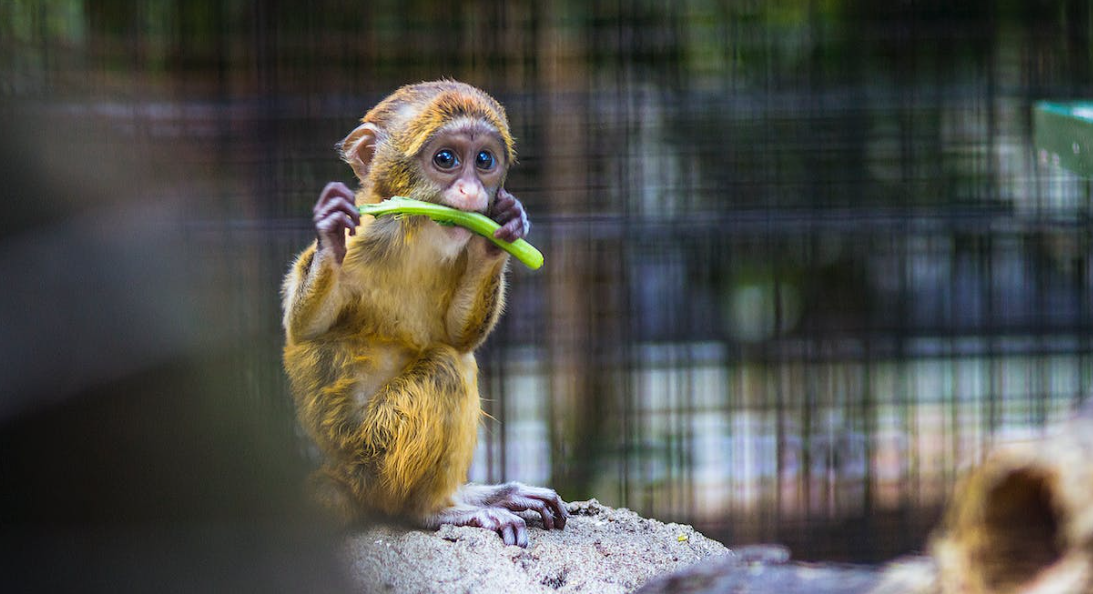 Dartmoor Zoo