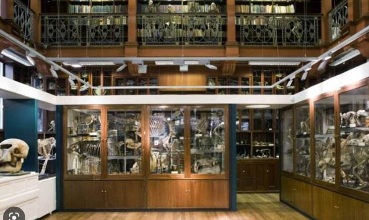 Grant Museum of Zoology