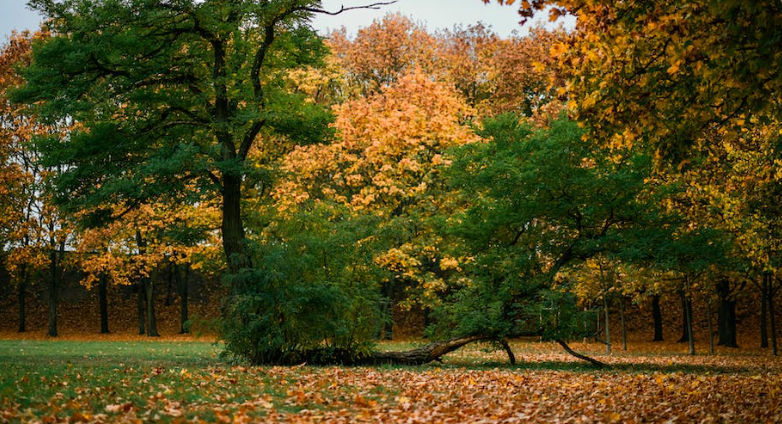 Gulliver park