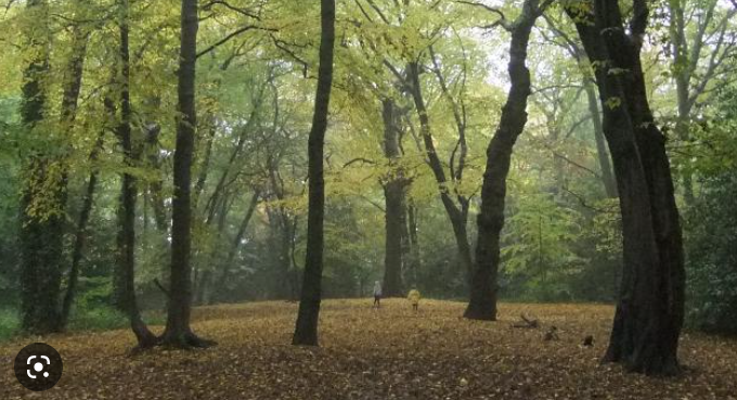 Highgate Wood