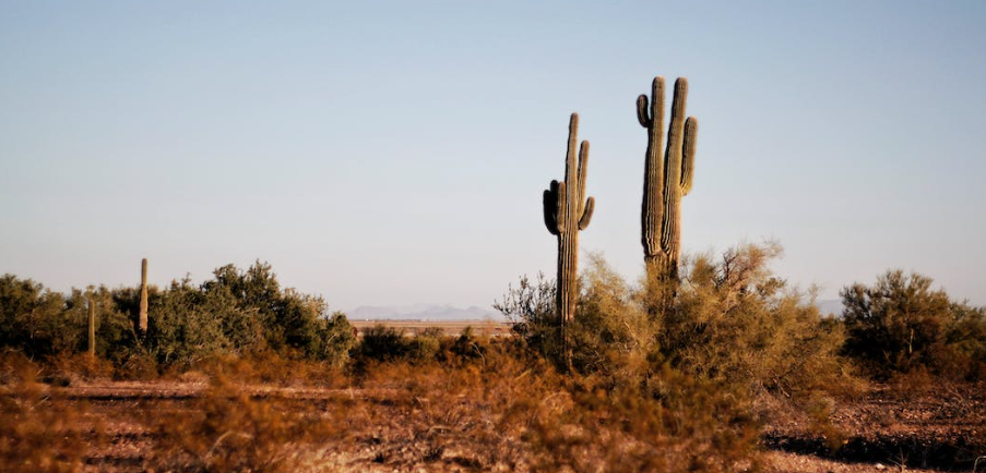 Jardin de Cactus