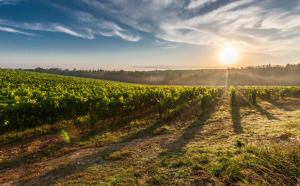 Rosemary Vineyard