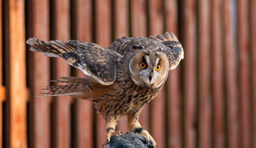 Screech Owl Sanctuary