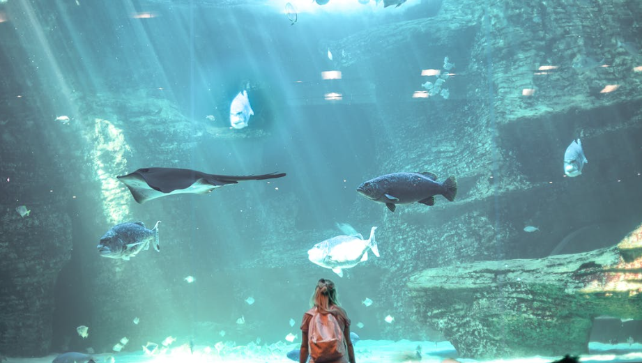 Shark Reef Aquarium