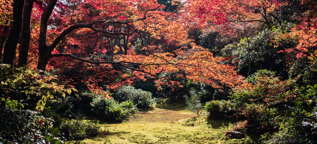 The Arboretum