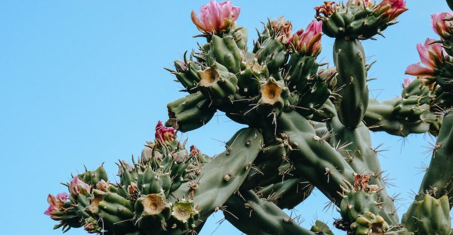 The Cactus Garden