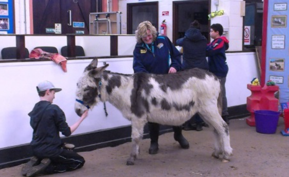 The Donkey Sanctuary Leeds