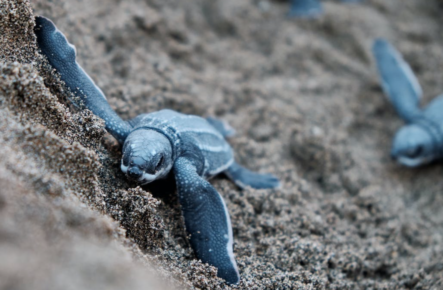 Turtle Nursery