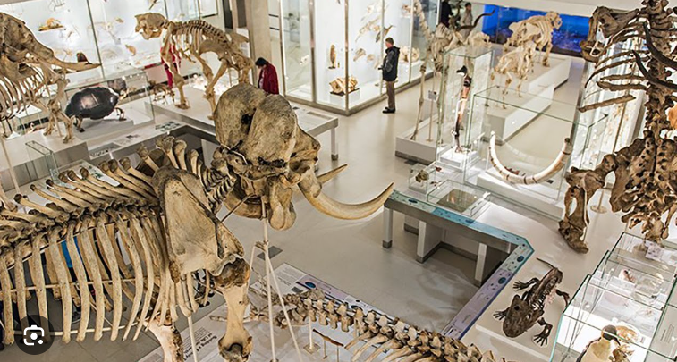 University Museum of Zoology