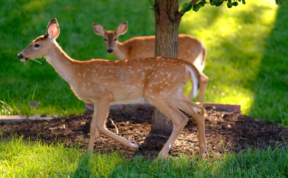 wildlife park