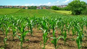 thriving agricultural Landscape