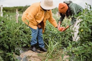 food and agriculture